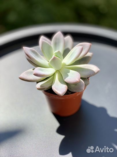 Пахифитум Глютиникауле (Pachyphytum Glutinicaule)