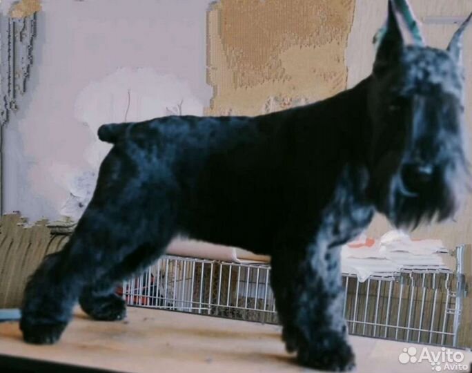 Cтрижка,тримминг(щипка) собак заволга