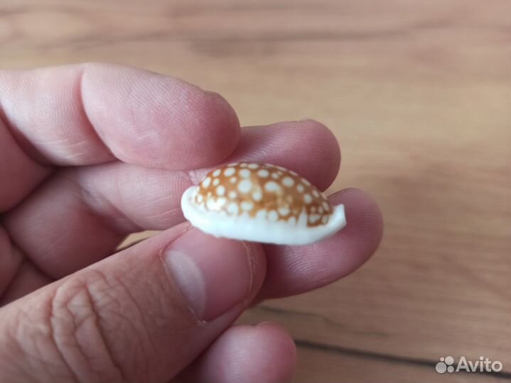 Морская раковина