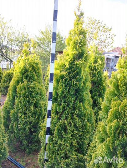 Туя Смарагд