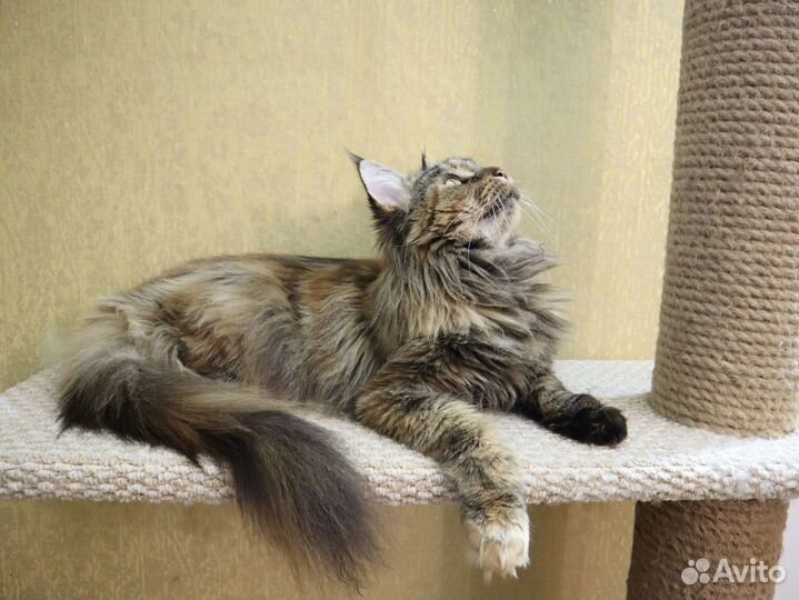 Подрощенная девочка Мейн Кун