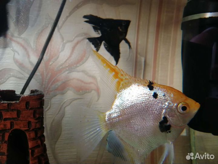 Аквариумные рыбки