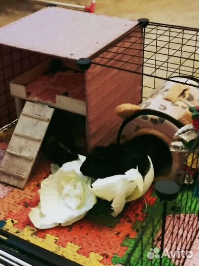 Морские свинки + клетка + вальер