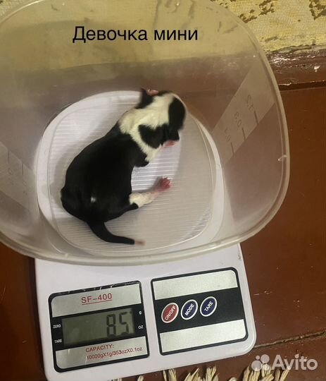 Щенки чихуахуа мини