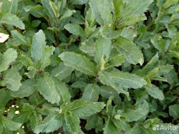 Лекарственные, пряные травы