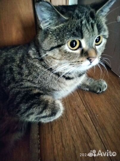 Шотландская кошка