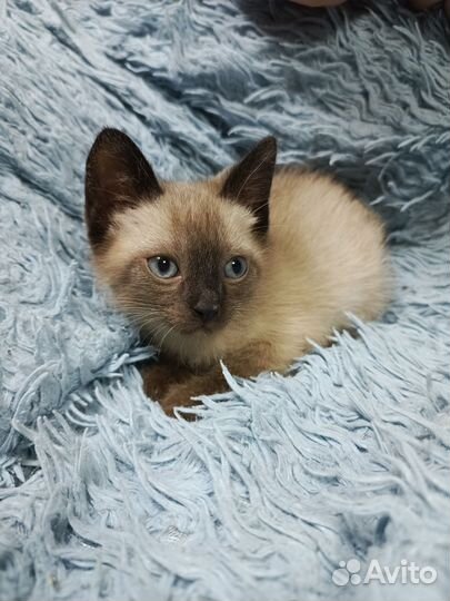 Сиамские котята