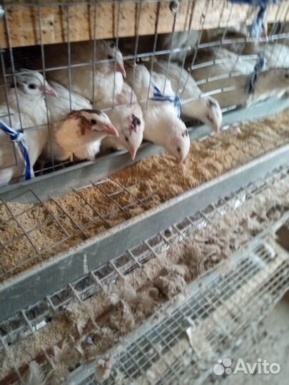 Инкубационные яйца перепелов (Техасский)