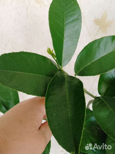 Лимон пандероза