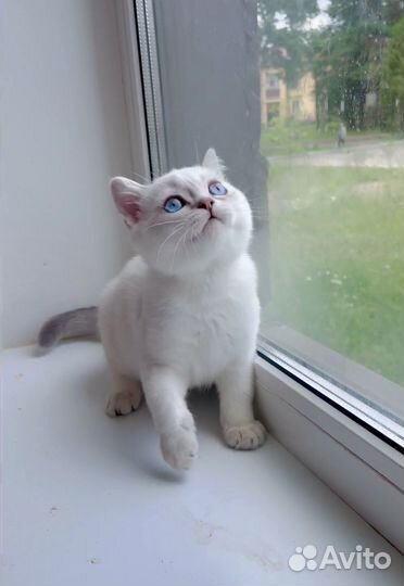 Британские котята короткошерстные