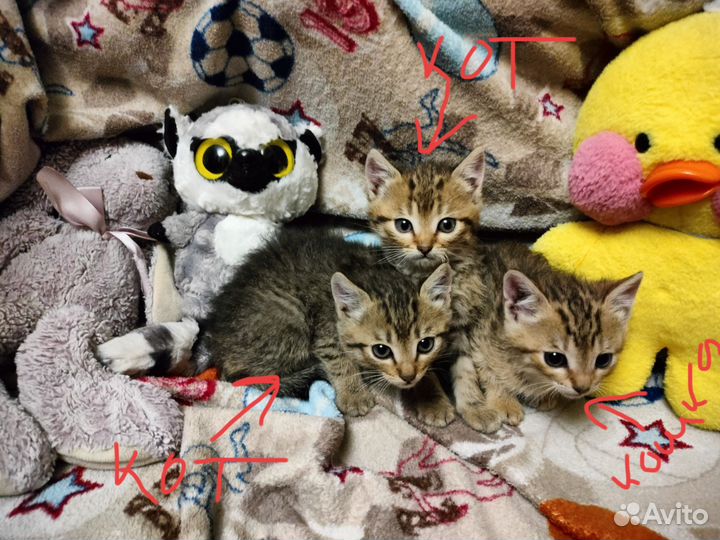 Котята метис шотландской