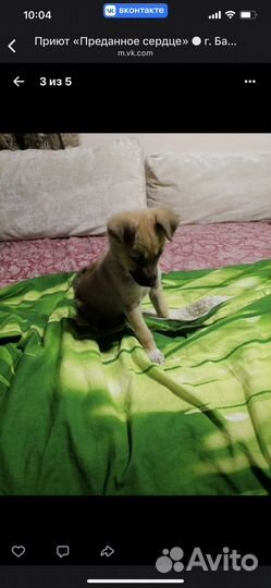 Щенки в дар