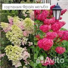 Гортензия метельчатая