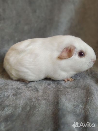 Морские свинки калифорния