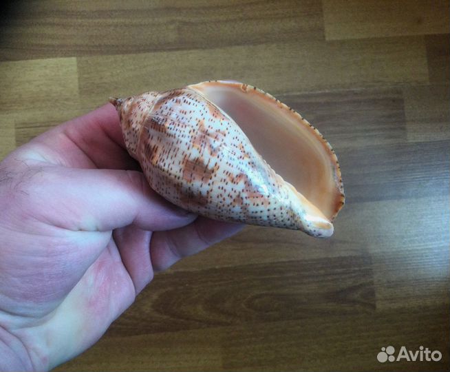 Морская раковина Voluta laponica 109 мм