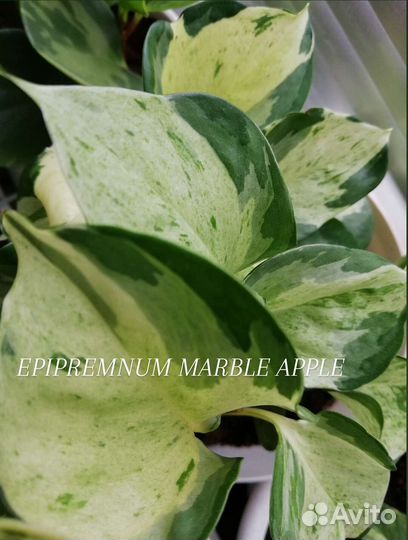 Сциндапсус эпипремнум