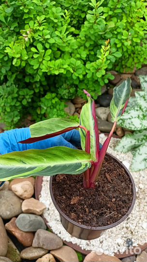 Строманта, Замиокулькос, Бегония королевская