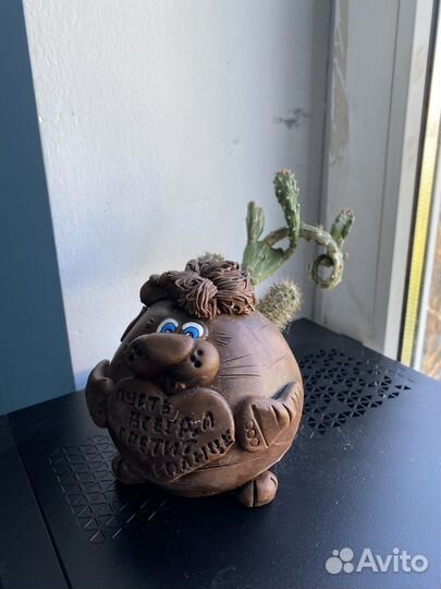 Кактусы в кашпо