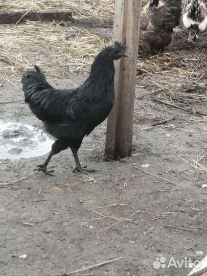 Яйца юхейилюй