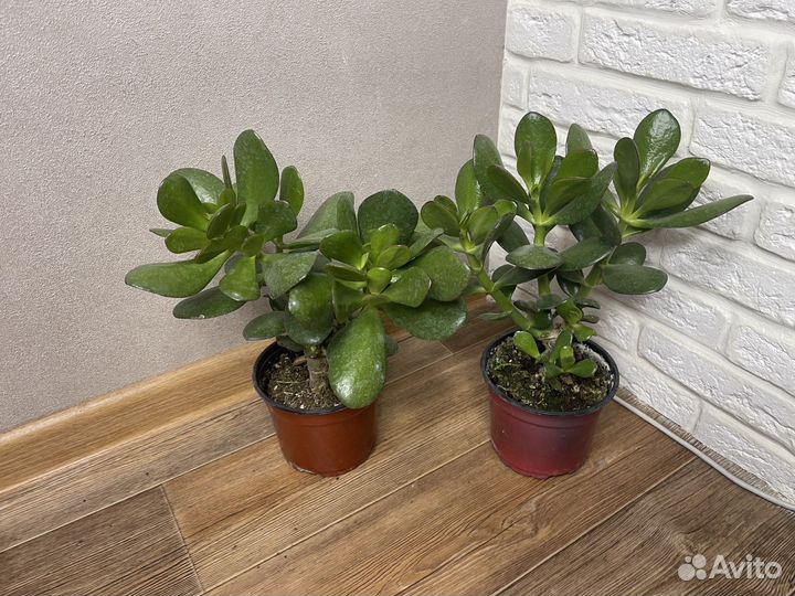 Толстянка денежное дерево комнатные растения