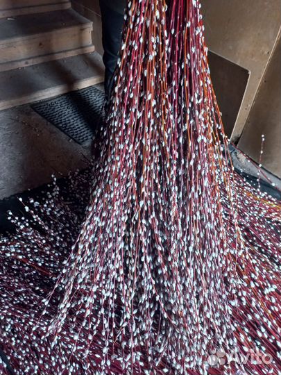 Верба краснотал