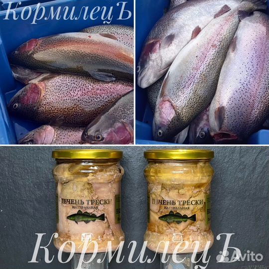 Форель охлажденная непотрошенная из Карелии