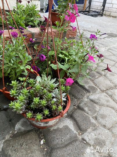 Мини -сад Суккулентов