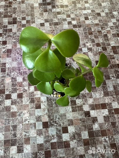 Суккулент партулакария