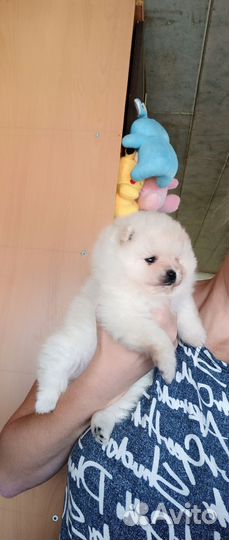 Девочка померанского шпица