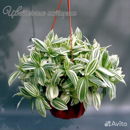 Традесканция Белая невеста