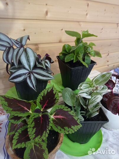 Традесканция