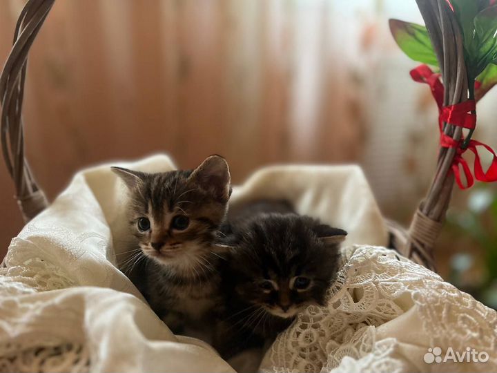 Котята в добрые руки