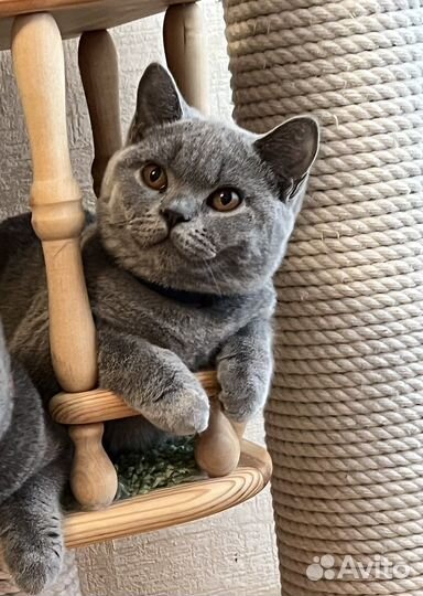 Британские котята - Девочки- в лучшие руки