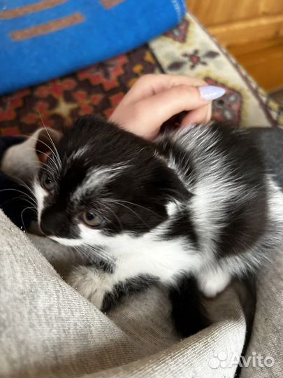 Котята в добрые руки бесплатно