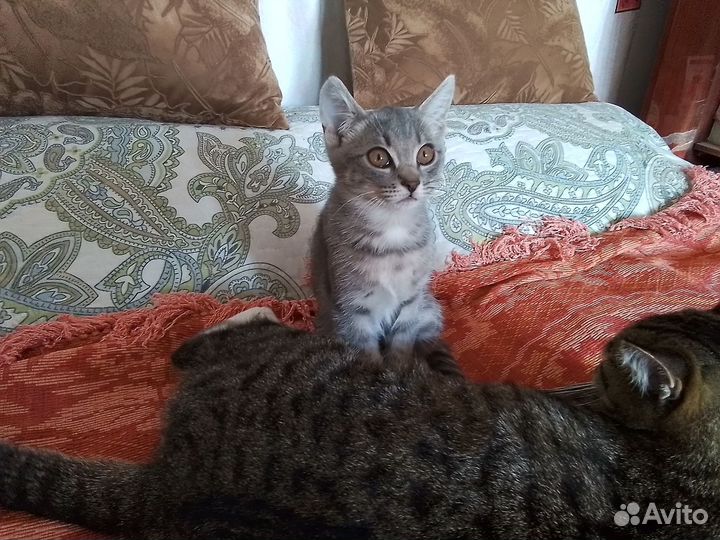 Котенок девочка В Добрые руки