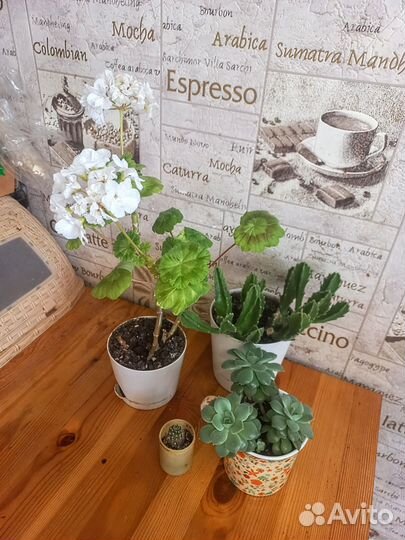 Набор комнатных растений