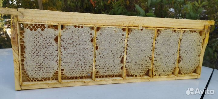 Натуральный мёд в сотах минирамки 2024 (оптом)