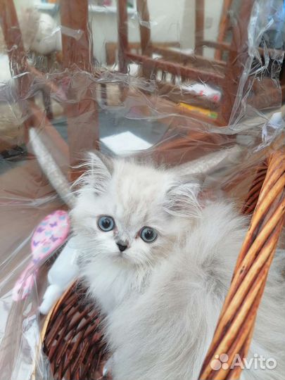 Персидские котята