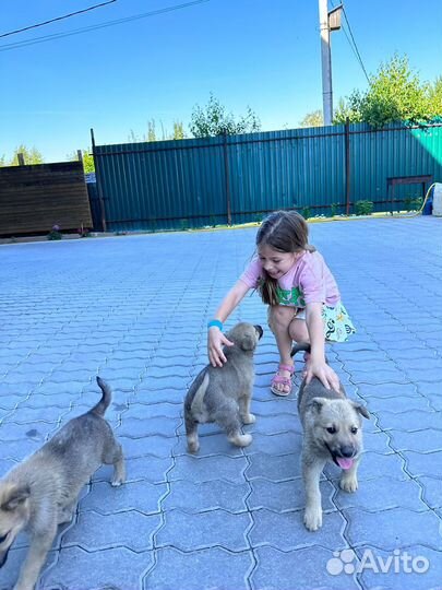 Отдам в добрые заботливые руки