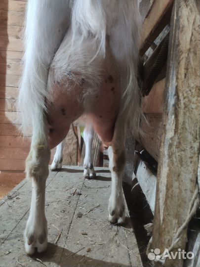 Зааненская дойная коза, Катумский барашек