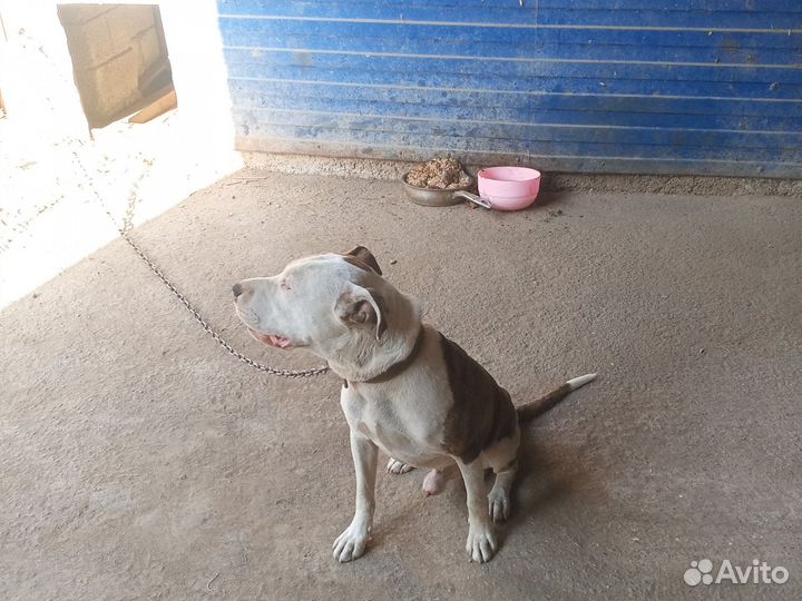 Стафф терьера ище невеста