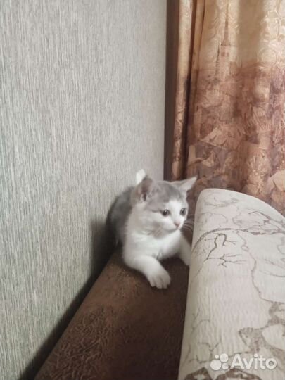 Кошка в дар бесплатно