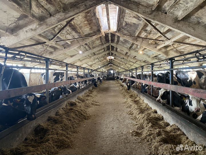 Молочная ферма