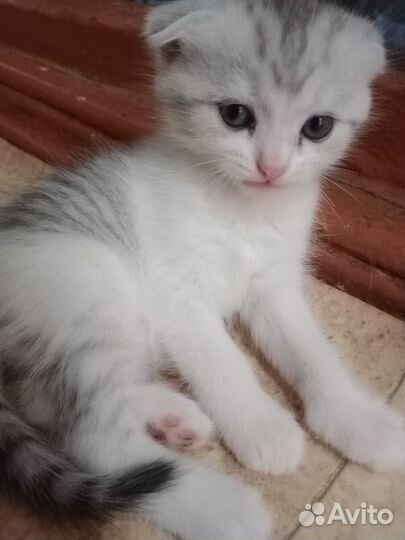 Котик вислоухий