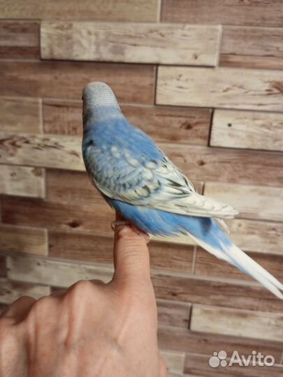 Волнистый попугай. Ручные малышки из гнезда