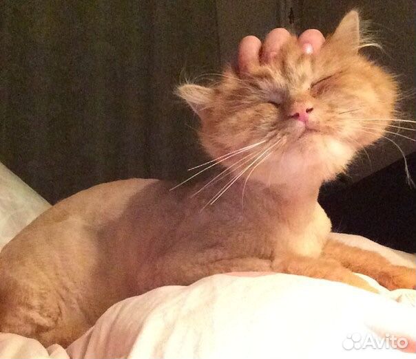 Стрижка Ваших кошек и котов/груминг