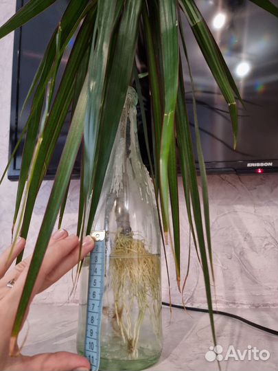 Пальма драцена