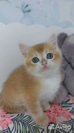 Британский котик милаш