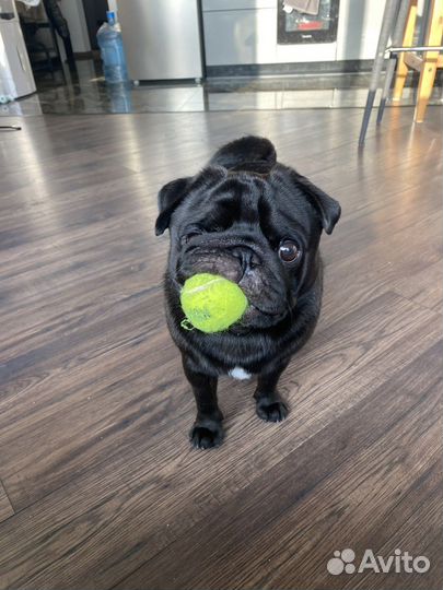 Мопс вязка мальчик