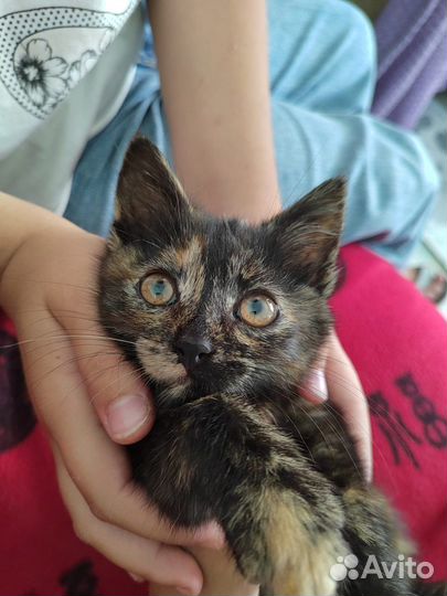 Котенок черепаховый окрас